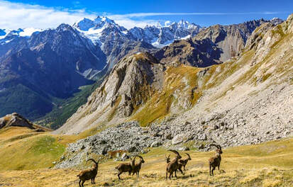 Ibex grazing in the Ecrins National Park