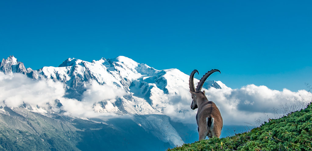 An Ibex on Stage 10 (Ladder Free Route) 